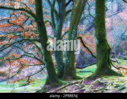 La foresta di troll - Rebild, Danimarca. La foresta incantata nel Parco Nazionale di Rebild, Jutland, Danimarca. Foto Stock