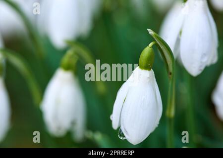 Nevralgia comune - Galanthus nivalis Foto Stock