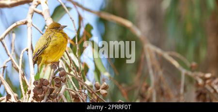 Per gli uccelli. Scatto completo di un uccello nel suo habitat naturale. Foto Stock