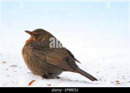 Fa molto freddo - il merlo nella neve. Blackbird mangiare mele in inverno in giardino. Foto Stock