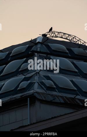 Un crow in cima ad un edificio moderno Foto Stock