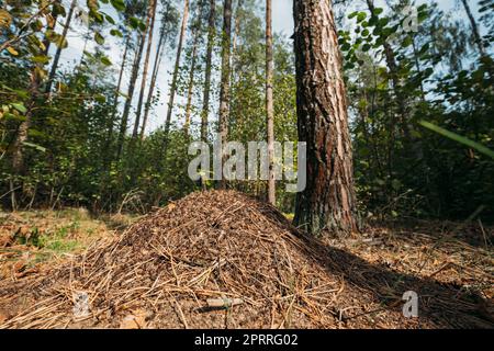 Red Forest Ants (Formica Rufa) in Anthill sotto Pine Tree. Red ANT Colony Foto Stock