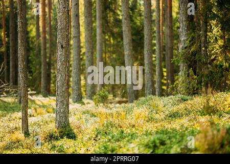 Pini Trunks. Boschi nella foresta di conifere. Pineta d'autunno, pini sempreverdi Foto Stock