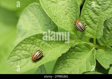 Colorado coleotteri di patate su piante verdi all'aperto, primo piano Foto Stock