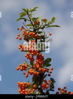 Frutta di colore arancione Pyracantha vicino sul cespuglio. Foto di alta qualità Foto Stock