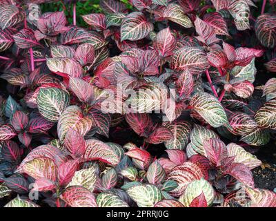 Foglie variegate e brillanti della pianta nervosa, Fittonia albivenis Foto Stock