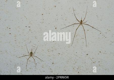 Coppia di ragni Trunk, famiglia Hersiliidae, Klungkung, Bali, Indonesia Foto Stock