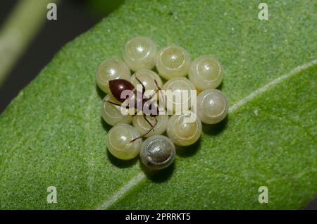 Bug ninfa testa larga, famiglia Alydidae, con Bug Stink, famiglia Pentatomidae, uova su foglia, Klungkung, Bali, Indonesia Foto Stock