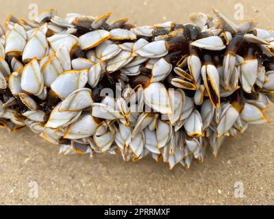 Piccoli gusci sul legno Foto Stock