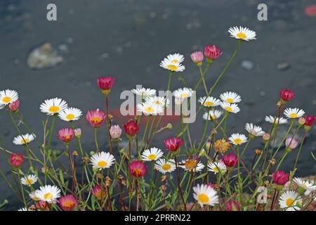 Fiori messicani rosa e bianchi di fleabane in primo piano Foto Stock