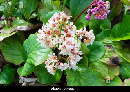 Il fiore bianco di Bergenia purascens Foto Stock