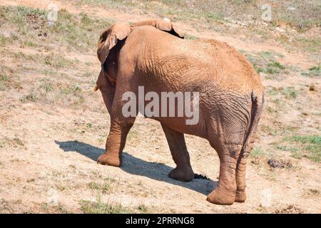 Elefante africano in habitat naturale. Foto Stock