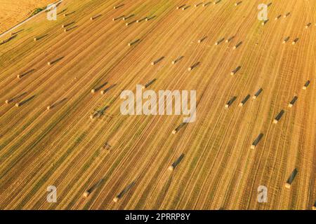 Vista aerea del paesaggio estivo del campo di paglia di Hay Rolls in serata. Pagliaio, rotolo di fieno in tempo di alba. Stagione della mietitura con sfondo agricolo naturale. Foto Stock