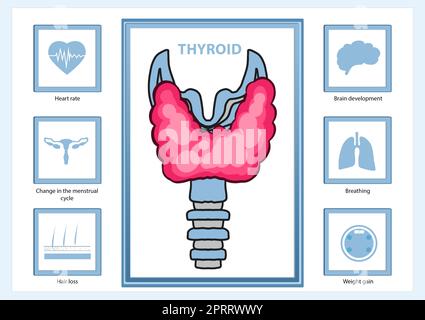 Illustrazione della ghiandola tiroidea e diverse icone che mostrano il suo effetto sugli organi umani su sfondo bianco. Poster medico Foto Stock