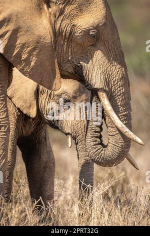 Primo piano di due elefanti africani del bush fianco a fianco Foto Stock