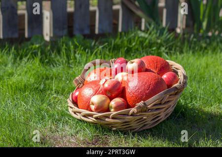 zucche e mele in un cesto sull'erba Foto Stock