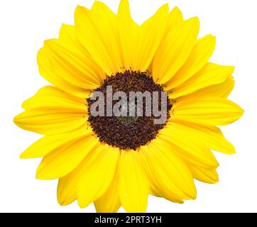 Fiore di girasole. Sfondo isolato. Immagine ritagliata da un girasole giallo o da un girasole comune. Foto Stock