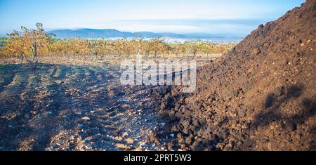 Vinaccia di frantoio compostata accatastata accanto al vigneto. Tierra de Barros, Spagna Foto Stock