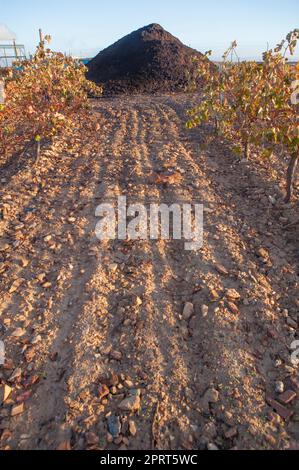 Vinaccia di frantoio compostata accatastata accanto al vigneto. Tierra de Barros, Spagna Foto Stock