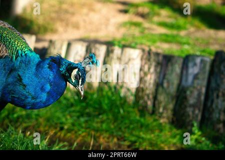 Il pavone dell'uccello attacca la sua testa nell'immagine. Elegante uccello dai colori magnifici. Foto di animali Foto Stock