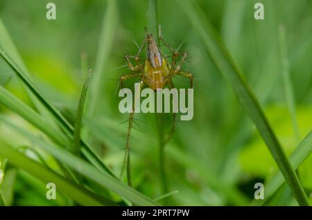 Lynx Spider, Oxyopes sp, su lama d'erba, Klungkung, Bali, Indonesia Foto Stock