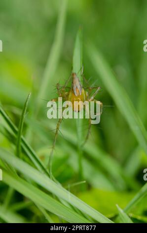 Lynx Spider, Oxyopes sp, su lama d'erba, Klungkung, Bali, Indonesia Foto Stock