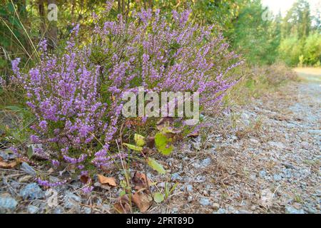 Heather sulla strada in Svezia. Piante rosa e viola lungo la strada durante un'escursione in vacanza. Foto di paesaggio dalla Scandinavia Foto Stock