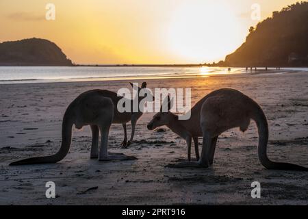 I wallaby si nutrono all'alba su Casuarina Beach, Cape Hillsborough National Park, Queensland, Australia Foto Stock