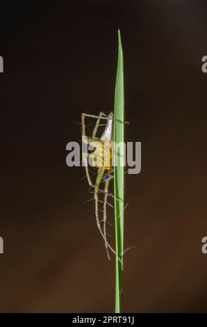 Lynx Spider, Oxyopes sp, su lama d'erba, Klungkung, Bali, Indonesia Foto Stock