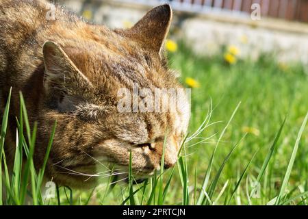 Tricolore grande gatto mangiare erba in giardino per aiutare la digestione e per pulire lo stomaco di lana. Acido folico per gatti. Foto Stock