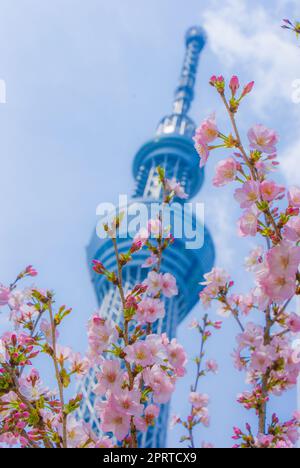 Immagine dei ciliegi in fiore e del Tokyo Skytree Foto Stock