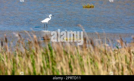 La Camargue, la Provenza, Francia Foto Stock