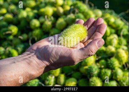 Maschio bianco contadino tiene in mano una piccola zucca verde ornamentale Foto Stock