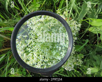 lente d'ingrandimento ingrandimento grandezza lente d'ingrandimento foto Foto Stock