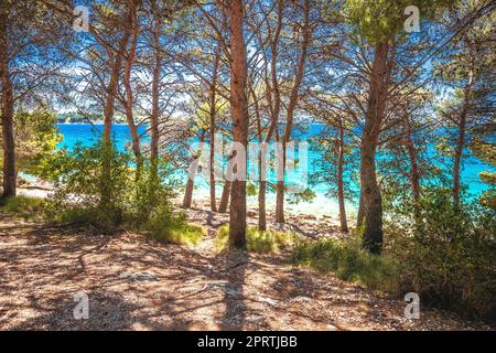 Idilliaco turchese spiaggia vista attraverso alberi di pino nella riviera di Zara, Pakostane in Dalmazia regione della Croazia Foto Stock