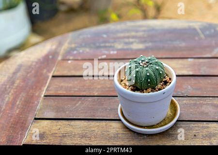 Piccolo cactus astrofitum verde in una pentola bianca su un vecchio tavolo di legno. Luce naturale durante il giorno sfondo sfocato. C'è spazio a sinistra di t Foto Stock