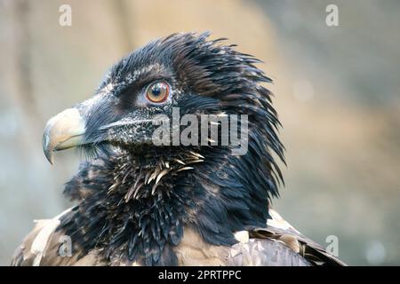 Un ritratto di avvoltoio. Piume nere bianche. Un uccello molto espressivo. Vista all'osservatore Foto Stock