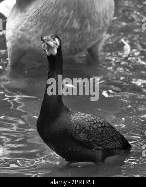 Uccello cormorano in bianco e nero in primo piano. piumaggio dettagliato. Predatore Foto Stock