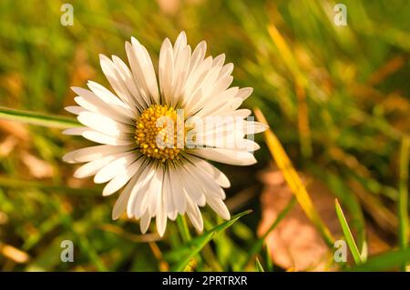 Daisies su un prato. Fiori rosa bianchi nel prato verde. Foto dei fiori Foto Stock