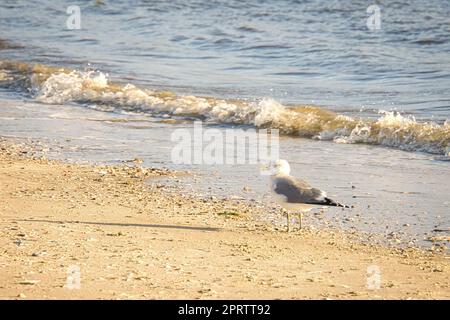 Gabbiano sulla spiaggia di Blåvand in Danimarca di fronte alle onde del mare. Colpo d'uccello Foto Stock