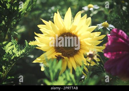 Girasole preso singolarmente in un prato di fiori Foto Stock