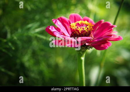 Fiore rosso con bellissimi petali raffigurati individualmente su un prato fiorito. Foto Stock