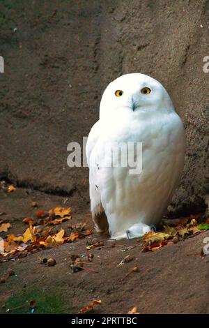 White Barn Owl. Il gufo è un uccello preda del crepuscolo e della notte Foto Stock