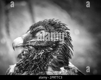 Un ritratto di avvoltoio in bianco e nero. Piume nere bianche. Un uccello molto espressivo Foto Stock