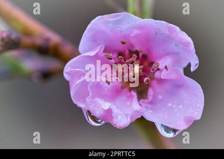 I fiori di pesca sono meravigliosamente belli. Foto Stock