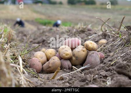 Mucchio di patate appena scavate o raccolte Foto Stock