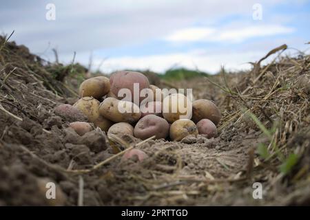 Pila di patate multicolore appena raccolte Foto Stock