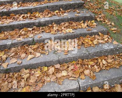 Foglie di autunno su scale Foto Stock