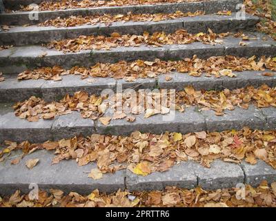 Foglie di autunno su scale Foto Stock