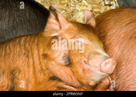 Tamworth Piglet dorme Foto Stock